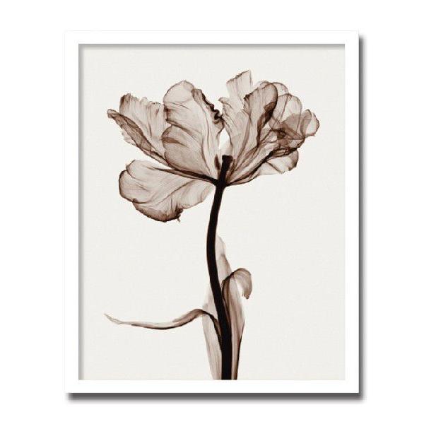 あゆわら  レントゲンフォトアート あゆわら レントゲンフォトアート