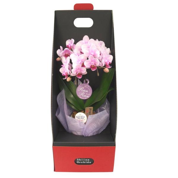 ~fBӒ sNFӒ 2{ 2EGCe[u{bNXti傤j aj  Yn t[Mtg m Ӓ j A