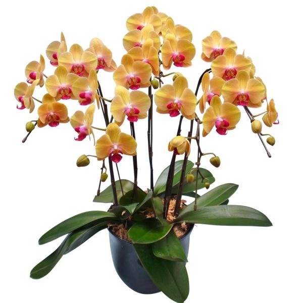 ミディ胡蝶蘭 ゴールデンビューティー 5本立ち （こちょうらん） 誕生