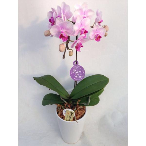 ~fBӒ sNFӒ 1{ i傤j aj  Yn t[Mtg m Ӓ JXj JƏj j A