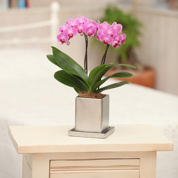 ~fBӒ sNFӒ 2{ `[N[ i傤j/m Ӓ ~fBӒ JXj JƏj Mtg v[g