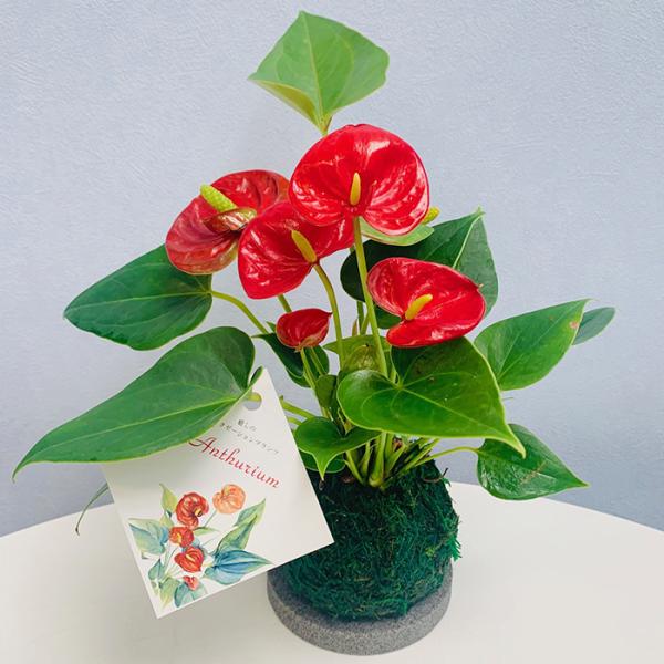 苔玉 花の人気商品 通販 価格比較 価格 Com