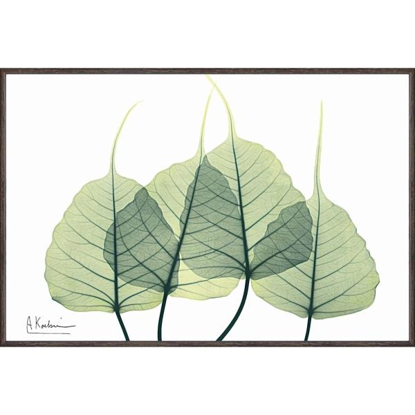 A[gt[ X RAY LoXA[gu[t3iSTCYjv