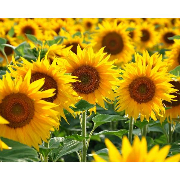 キャンバスアート プチキャンバスアート サンフラワー 500x400mm 絵画 壁掛け 壁飾り インテリア 油絵 花 アートパネル ポスター 絵 Zpt 日本唯一の風景専門店 あゆわら 通販 Yahoo ショッピング