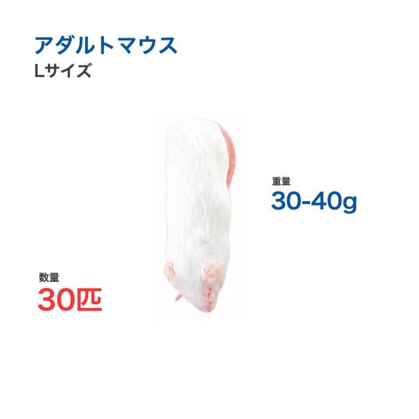 国産 冷凍 マウス アダルトマウス L 30-40g 30匹 個別包装 爬虫類 猛禽類 餌