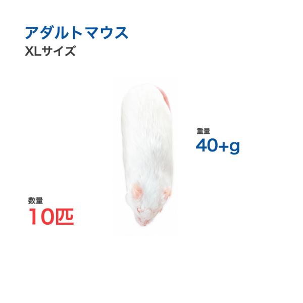 国産 冷凍 マウス アダルトマウス XL 40+g 10匹 個別包装 爬虫類 猛禽類 餌