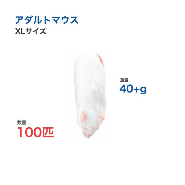 国産 冷凍 マウス アダルトマウス XL 40+g 100匹 個別包装 爬虫類 猛禽類 餌
