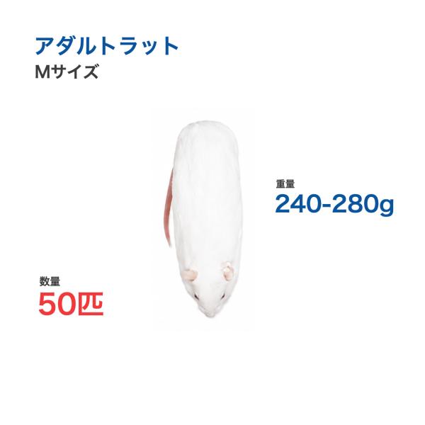 国産 冷凍 ラット アダルトラット M 240-280g 50匹 個別包装 爬虫類 猛禽類 餌