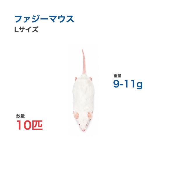 国産 冷凍 マウス ファジーマウス L 9-11g 10匹 個別包装 爬虫類 猛禽類 餌