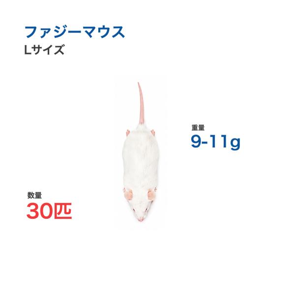 国産 冷凍 マウス ファジーマウス L 9-11g 30匹 個別包装 爬虫類 猛禽類 餌