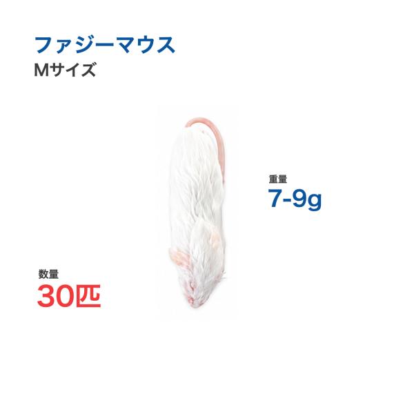 国産 冷凍 マウス ファジーマウス M 7-9g 30匹 個別包装 爬虫類 猛禽類 餌