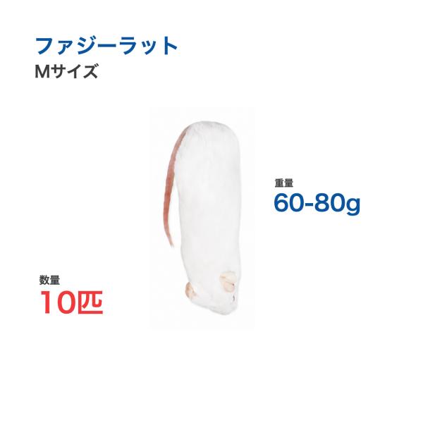 国産 冷凍 ラット ファジーラット M 60-80g 10匹 個別包装 爬虫類 猛禽類 餌