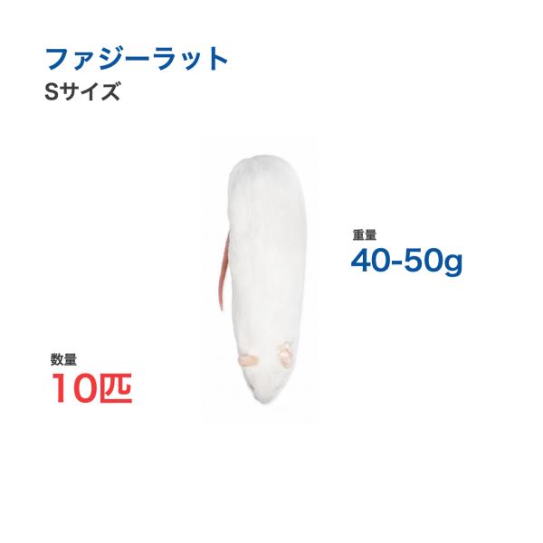 国産 冷凍 ラット ファジーラット S 40-50g 10匹 個別包装 爬虫類 猛禽類 餌