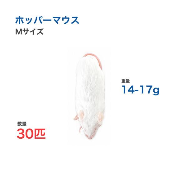 国産 冷凍 マウス ホッパーマウス M 14-17g 30匹 個別包装 爬虫類 猛禽類 餌