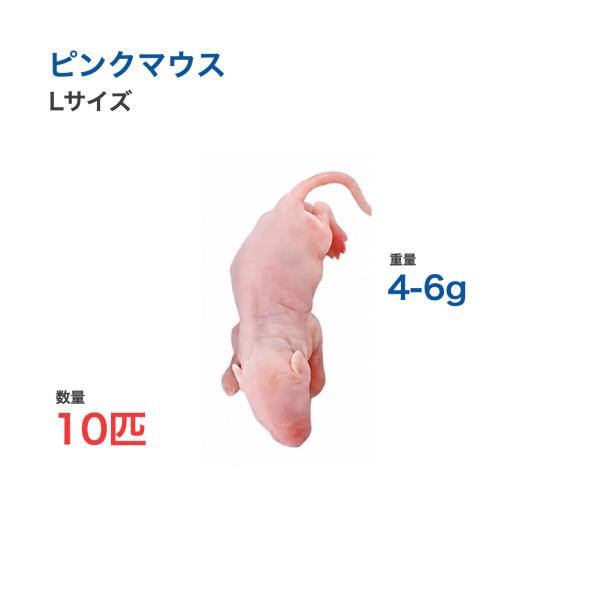 国産 冷凍 マウス ピンクマウス L 4-6g 10匹 爬虫類 猛禽類 餌