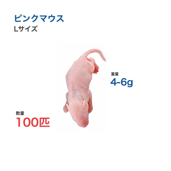国産 冷凍 マウス ピンクマウス L 4-6g 100匹 爬虫類 猛禽類 餌