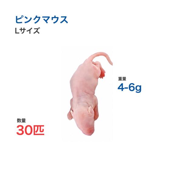 国産 冷凍 マウス ピンクマウス L 4-6g 30匹 爬虫類 猛禽類 餌