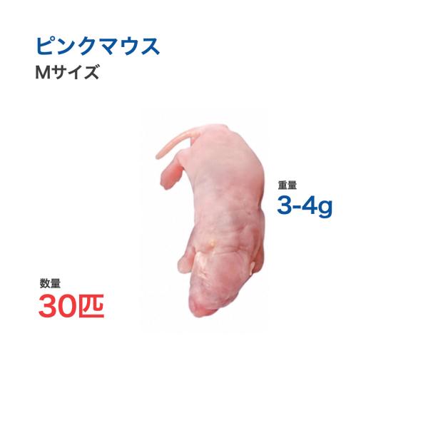国産 冷凍 マウス ピンクマウス M 3-4g 30匹 爬虫類 猛禽類 餌