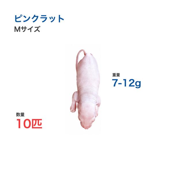 国産 冷凍 ラット ピンクラット M 7-12g 10匹 爬虫類 猛禽類 餌