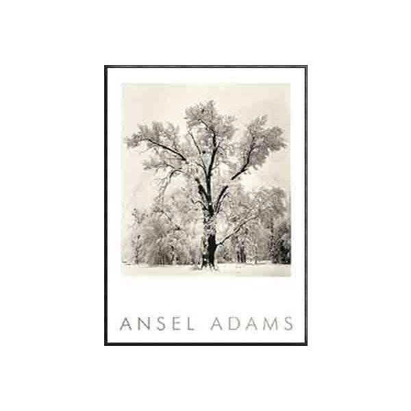 |X^[ A[g Oak Tree(G{X}[N)iAZ A_Xj zi A~nCO[ht[