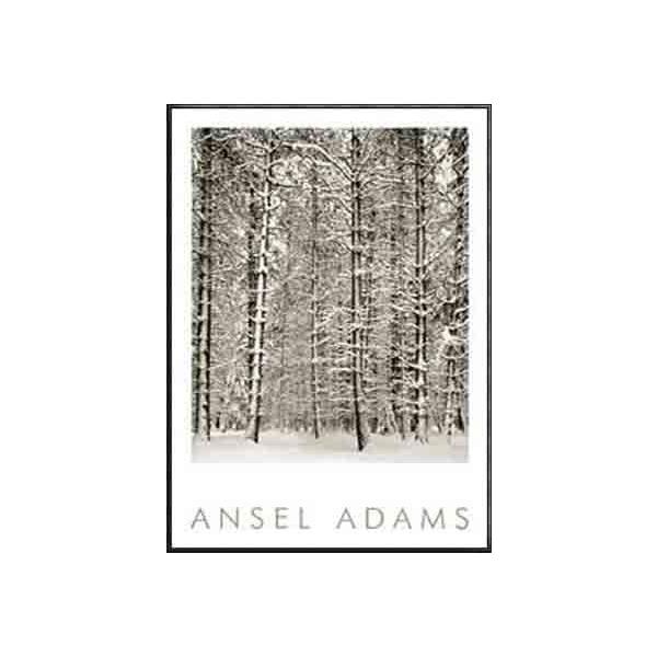 Pine Forest in Snow (G{X}[N)iAZ A_Xj zi A~nCO[ht[