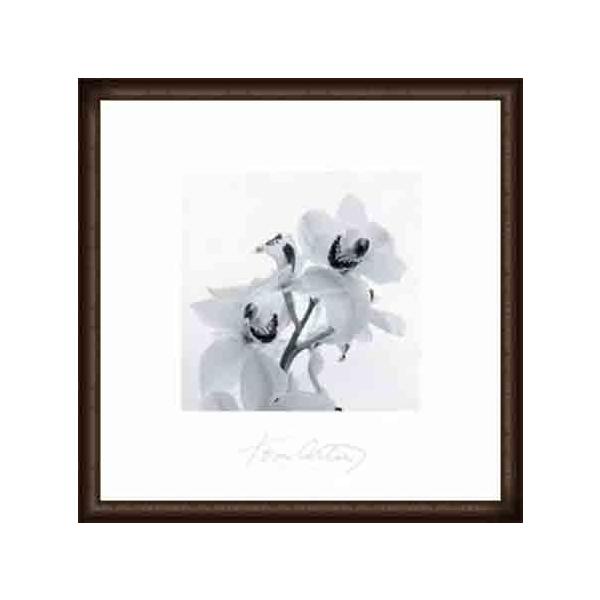 Orchid Spray IIiA[eBj zi EbhnCO[ht[