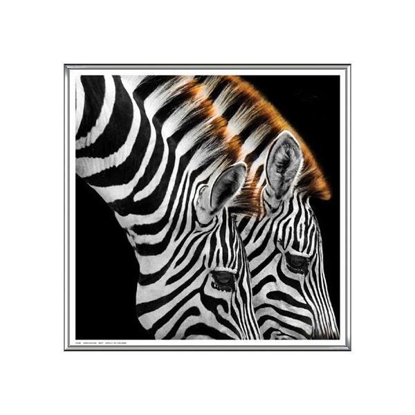 Zebras GrazingiA[eBXgsj zi A~nCO[ht[