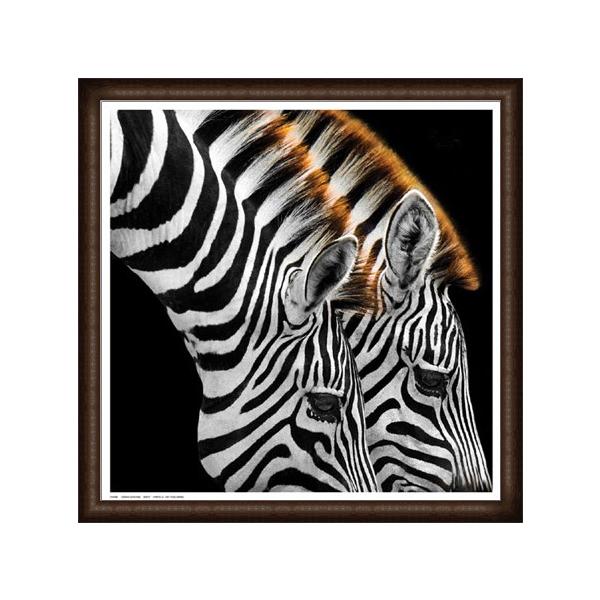 Zebras GrazingiA[eBXgsj zi EbhnCO[ht[