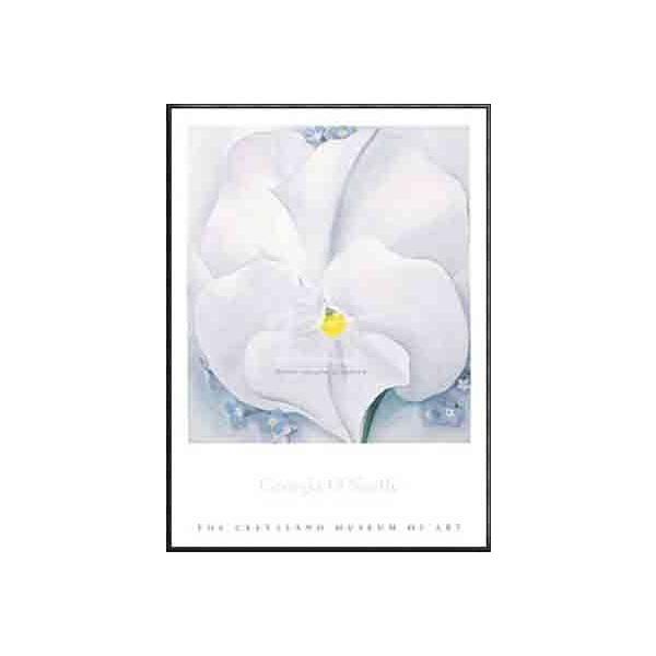 |X^[ A[g White PansyiW[WA IL[tj zi A~nCO[ht[