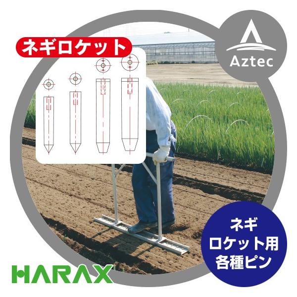 ねぎはや 日光種苗 千本細葱（ねぎ・ネギ）[内容量：約5ml]【1724】【春