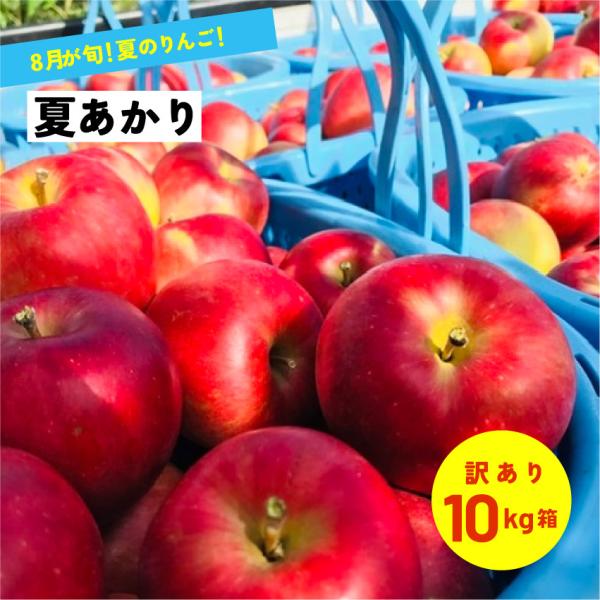 8月収穫  希少品種  「夏あかり10キロ箱訳あり品」 農林水産大臣賞 夏リンゴ 信州産 産地直送 長野県限定品種