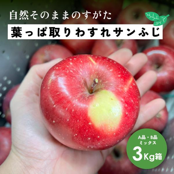 葉とらずりんご サンふじ  11月収穫「葉っぱ取りわすれサンふじ3キロ箱家庭用B品」農林水産大臣賞 長野県産 安曇野 信州産 幻 幻のリンゴ