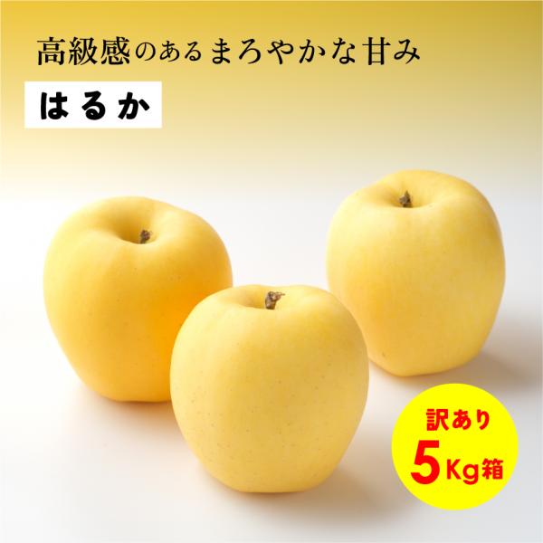高級感のあるまろやかな甘み はるか 甘い りんご 長野県 安曇野 信州 産地直送 訳あり 5kg「はるか5キロ箱訳あり品」