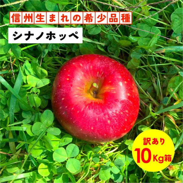 シナノホッペ 10kg 箱 訳あり 幻の林檎 りんご 長野 安曇野 信州 産地直送 「シナノホッペ10キロ箱訳あり品」
