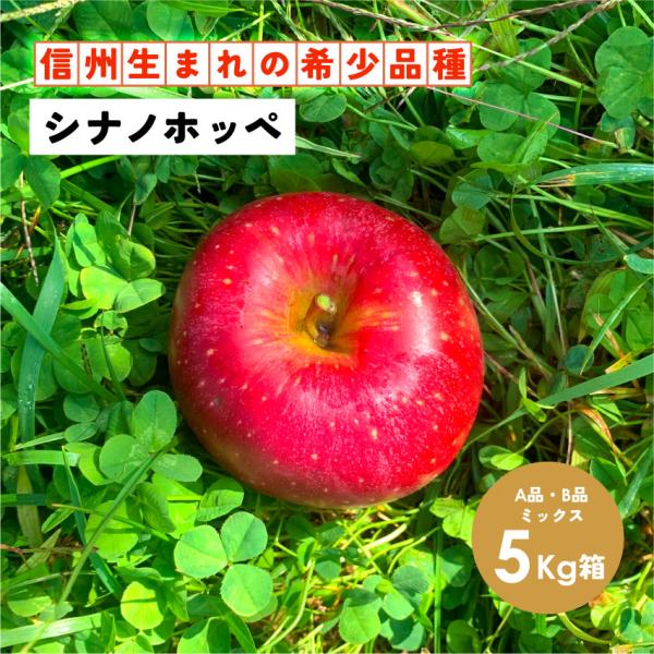 シナノホッペ 5kg箱 A品B品ミックス 幻の林檎   ギフト 贈答 家庭 甘い りんご 長野 安曇野 信州 産地直送「シナノホッペ5キロ箱A品B品」