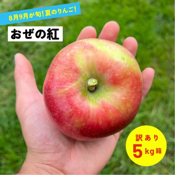 優しい甘さの果汁が溢れる！新グンマーリンゴ 長野県産 安曇野 信州産 幻 幻のリンゴ 8月収穫「おぜの紅5キロ箱訳あり品」