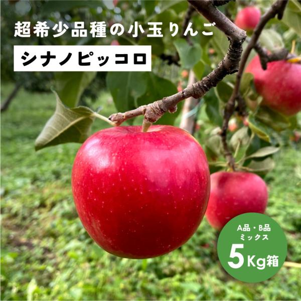 「シナノピッコロ5キロ箱A品B品」  小玉 りんご 長野県 安曇野 信州 産地直送 果物 フルーツ  希少 ギフト 贈答 家庭 5kg