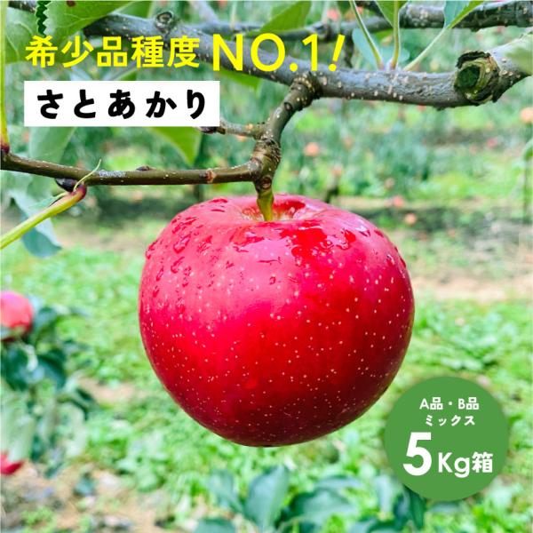 さとあかり 5kg箱 A品B品ミックス 幻の林檎  希少 ギフト 贈答 家庭 りんご 長野 安曇野 信州 産地直送「さとあかり5キロ箱A品B品」