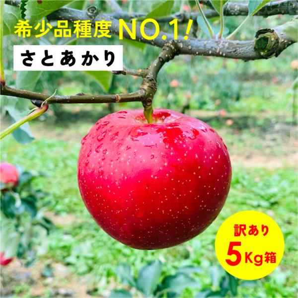 さとあかり 5kg 箱 訳あり 幻の林檎  希少 発売中 りんご 長野 安曇野 信州 産地直送 「さとあかり5キロ箱訳あり品」
