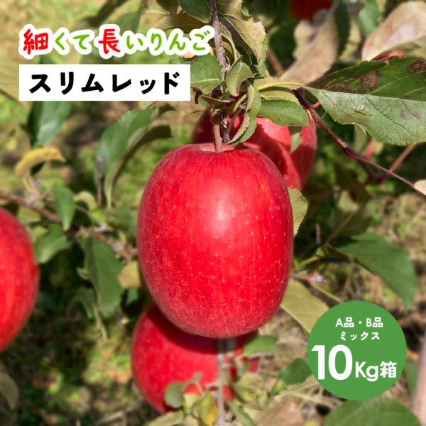 スリムレッド 10kg 箱 A品B品ミックス  希少 発売中 りんご 長野 安曇野 信州 産地直送 「スリムレッド10キロ箱A品B品」
