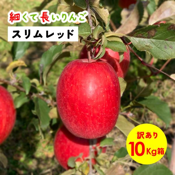 スリムレッド 10kg 箱 訳あり  希少 りんご 長野 安曇野 信州 産地直送 「スリムレッド10キロ箱訳あり品」
