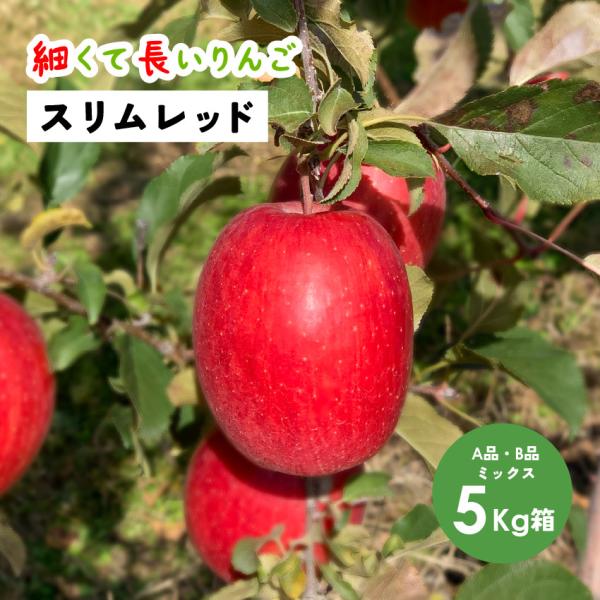 スリムレッド 5kg 箱 A品B品ミックス  希少 発売中 りんご 長野 安曇野 信州 産地直送 「スリムレッド5キロ箱A品B品」