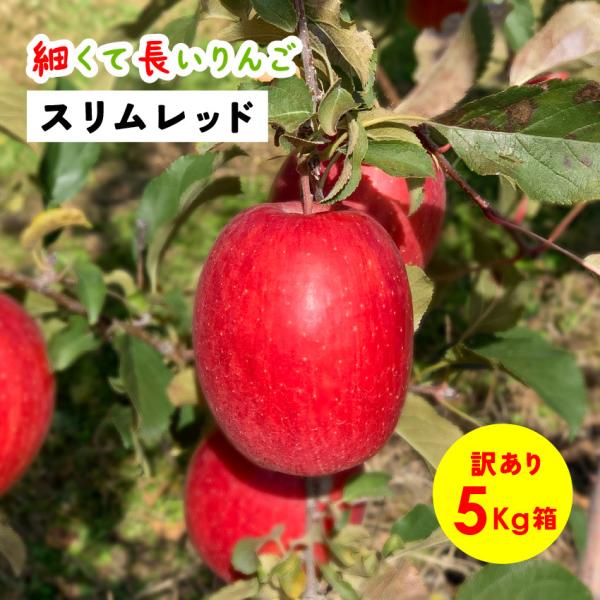 スリムレッド 5kg 箱 訳あり  希少 発売中 りんご 長野 安曇野 信州 産地直送 「スリムレッド5キロ箱訳あり品」