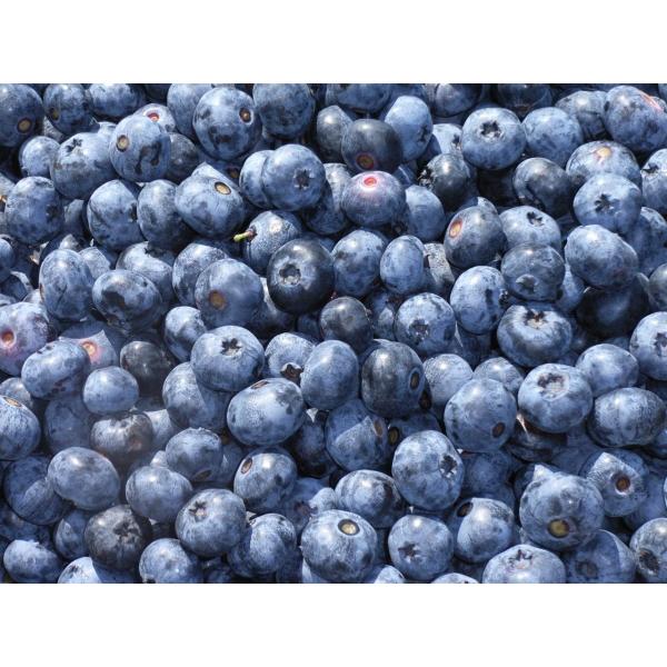 北海道産冷凍ブルーベリー1kg : ブルーベリーサッポロ - 通販 - Yahoo