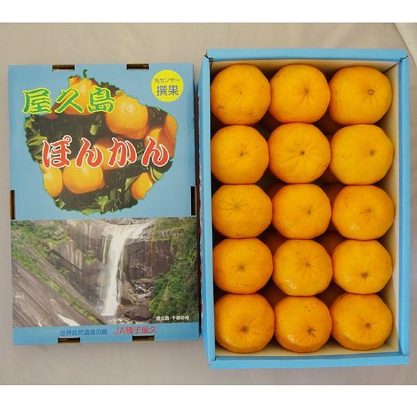 屋久島ぽんかん 5kg箱満杯詰め 最上品Lサイズ 屋久島直送 お歳暮