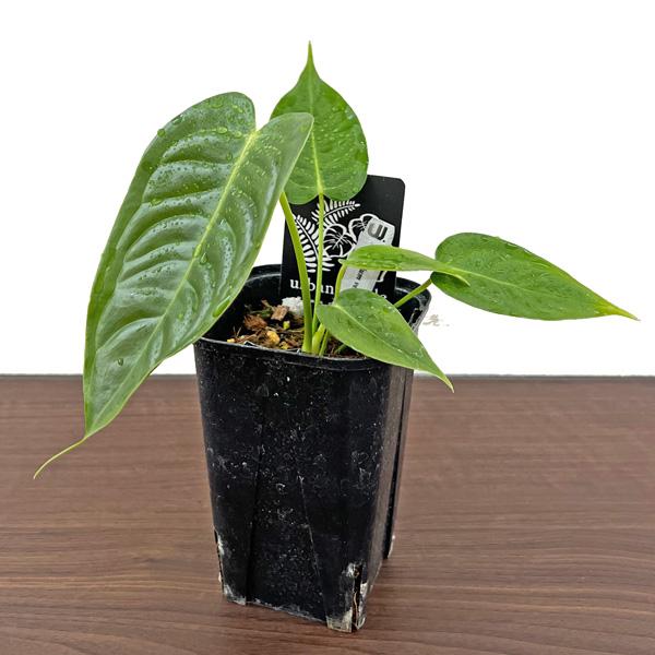 アンスリウム ベイチー 3号 アンスリウム ベイチー 2か3株 250602 5