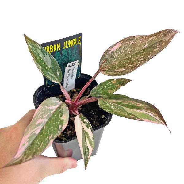 超希少な★フィロデンドロン　ハイブリッド★斑入りA56 🦍 -TGK-r50404- 🦍 /Philodendron joepii variegated