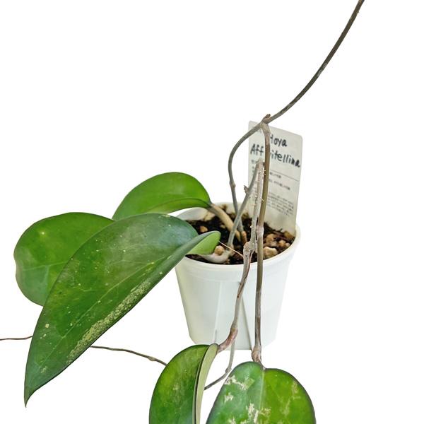 現品販売 ホヤ Hoya AFF vitellina 3.5号 鷲尾園芸 希少 レア 観葉植物