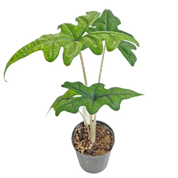 アロカシア ジャックリン 3号 黒ポット Alocasia jacklyn