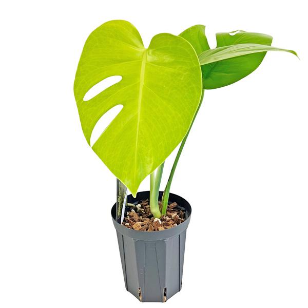 UJ モンステラ ゴールドリーフ 4号 アーバンジャングル Monstera